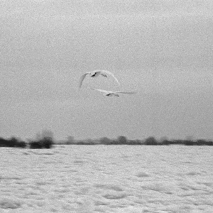Frozen Elbe, swans flying over ice rink