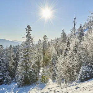 Frozen norway spruce or European spruce (Picea abies) trees on a sunny day on mount Arber Frozen norway spruce or European spruce (Picea abies) trees on a sunny day on mount Arber