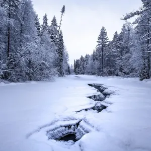 Frozen river with cracks between snowy trees in a quiet winter forest