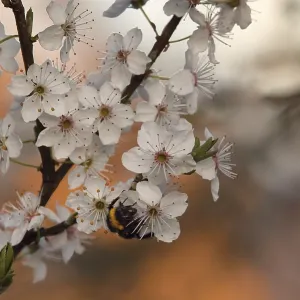 Fruit blossom with bumblebee (Bombus)