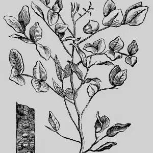 Fruit and branch of the carob tree (Ceratonia siliqua) legume
