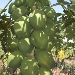 Fruit, English Name Papaya Botanical Name Carica Papaya L Family Caricaceae Papaya tree Fruit, English Name Papaya Botanical Name Carica Papaya L Family Caricaceae Papaya tree