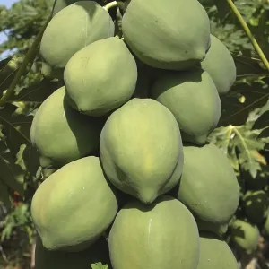 Fruit, English Name Papaya Botanical Name Carica Papaya L Family - Caricaceae Papaya tree Fruit, English Name Papaya Botanical Name Carica Papaya L Family - Caricaceae Papaya tree