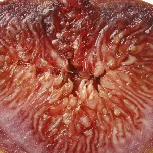 Fruit, Fig Ficus Carica Anjir half cut with red juicy texture on white background
