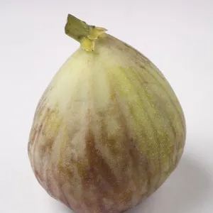Fruit, Fig Ficus Carica Anjir on white background