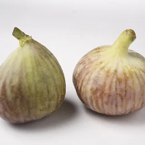 Fruit, Figs Ficus Carica Anjir on white background