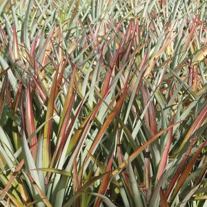 Fruits, English Name Pineapple Fruits, English Name Pineapple