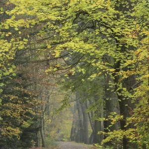 Fuchteler Forest near Gut Welpe