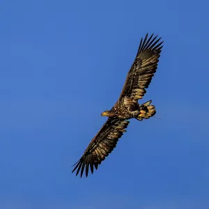 A full-wingspan eagle flying against a deep blue sky A full-wingspan eagle flying against a deep blue sky