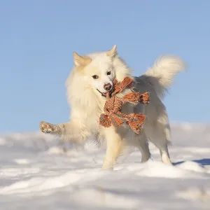 Fun in the snow Fun in the snow