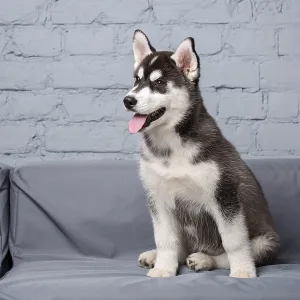 Funny active dog husky puppy black and white