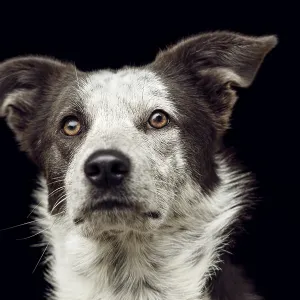 Funny crossbreed dog against black studio background