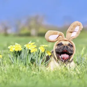 Funny Easter French Bulldog dog with rabbit costume ears and open mouth next to daffodil spring flowers