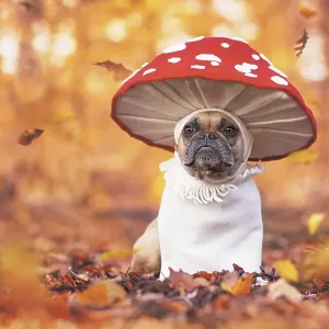 Funny French Bulldog dog in unique fly agaric mushroom costume standing in orange autumn forest Funny French Bulldog dog in unique fly agaric mushroom costume standing in orange autumn forest