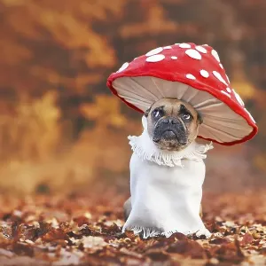 Funny French Bulldog dog in unique fly agaric mushroom costume standing in orange autumn forest with copy space Funny French Bulldog dog in unique fly agaric mushroom costume standing in orange autumn forest with copy space