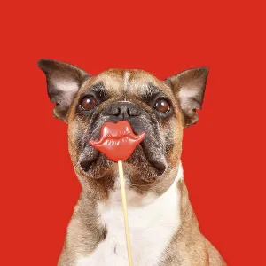 Funny French Bulldog dog with Valentine's Day kiss lips photo prop in front of red background Funny French Bulldog Funny French Bulldog dog with Valentine's Day kiss lips photo prop in front of red background Funny French Bulldog