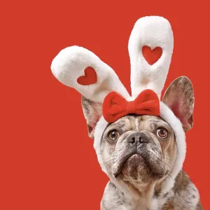 Funny French Bulldog dog wearing Easter bunny ear headband with hearts on red background