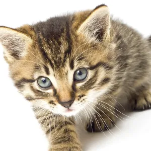 Funny kitten