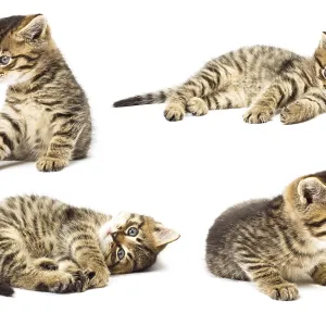 Funny kitten