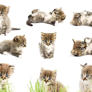 Funny kitten