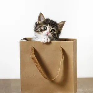 Funny little kitten looks out of the wrapping paper bag