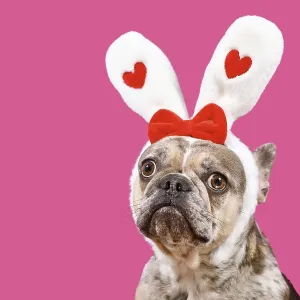Funny merle French Bulldog dog wearing Easter bunny ear headband with hearts on pink background with copy space