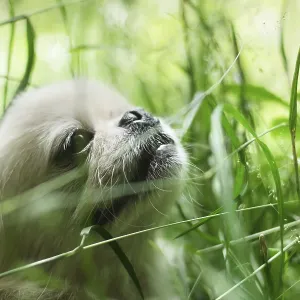 Funny pekingese dog smilingSAMSUNG CSC Funny pekingese dog smilingSAMSUNG CSC