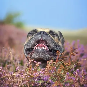 Funny small brown French Bulldog dog with closed eyes Funny small brown French Bulldog dog with closed eyes