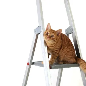 Funny young tabby-red cat sits on construction and repair step-ladder on white background Funny young tabby-red cat sits on construction and repair step-ladder on white background