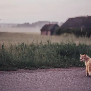 A furry cat walking along a countryside road in the early morning A furry cat walking along a countryside road in the early morning