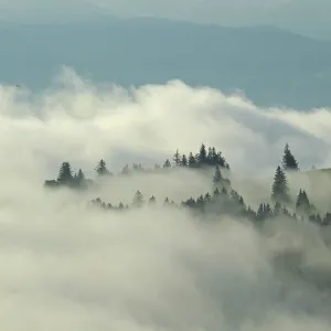 Foggy Mountain Forest in Appenzell, Switzerland Print