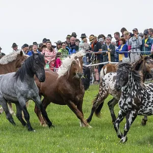 Galloping horses, St. Kathrein a.O. Austria