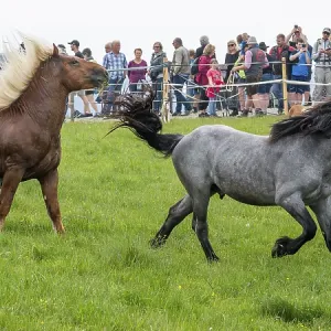 Galloping horses, St. Kathrein a.O. Austria