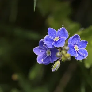 Gamander speedwell (Veronica chamaedrys) Gamander speedwell (Veronica chamaedrys)