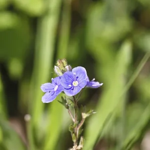 Gamander speedwell (Veronica chamaedrys) Gamander speedwell (Veronica chamaedrys)