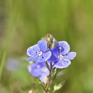 Gamander speedwell (Veronica chamaedrys) Gamander speedwell (Veronica chamaedrys)