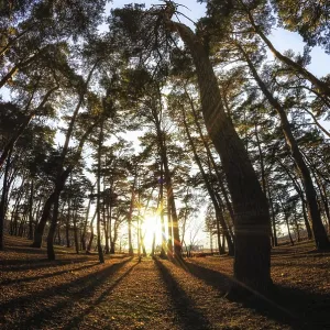 Gangneung pine tree forest taken during sunset Gangneung pine tree forest taken during sunset