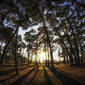Gangneung pine tree forest taken during sunset Gangneung pine tree forest taken during sunset