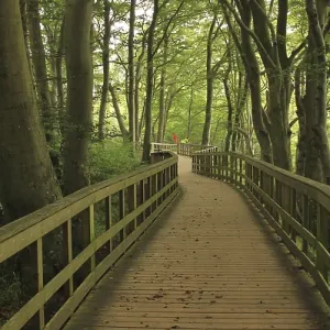Gangplank in a green beech forest at Moens Klint Gangplank in a green beech forest at Moens Klint