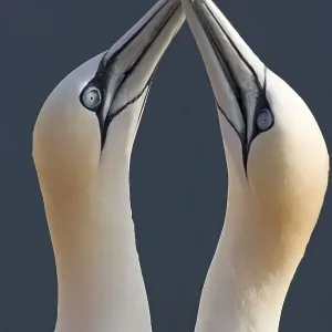 Two gannets mating behaviour Two gannets mating behaviour