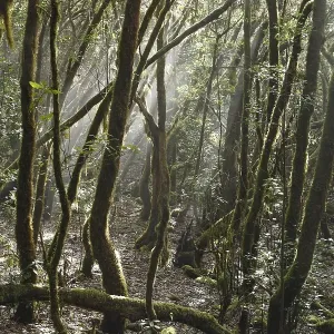 Garajonay National Park, laurel forest