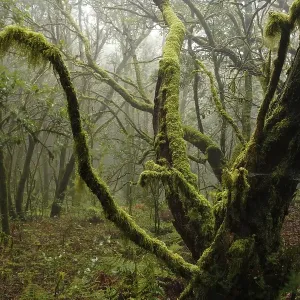 Garajonay National Park, laurel forest Garajonay National Park, laurel forest