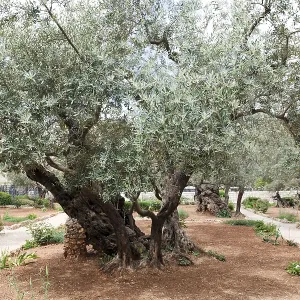 Garden of Gethsemane.Thousand-year olive trees