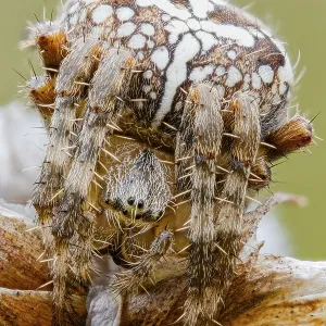 Garden spider, Araneus diadematus