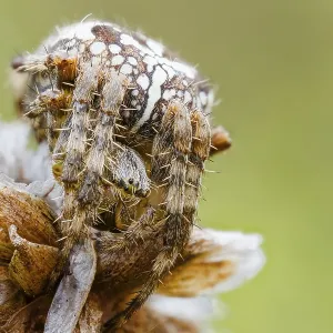 Garden spider, Araneus diadematus