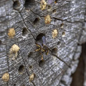 Garden woolly bee (Anthidium manicatum)