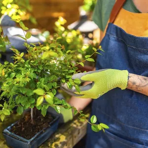 Gardener wearing gloves taking care of a small bonsai tree in a garden center Gardener wearing gloves taking care of a small bonsai tree in a garden center