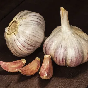 Garlic and cloves on old wooden background Garlic and cloves on old wooden background