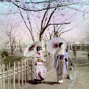 Two geishas, ​​cherry blossom, Japan, Asia