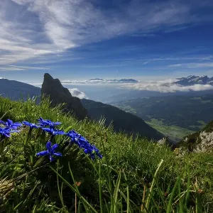 Gentian (Gentiana) on mountain meadow Gentian (Gentiana) on mountain meadow
